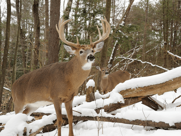 What are the ATV Trails in Upstate NY like? Everything you need to know before heading upstate to ride. 4 Deer in ADK