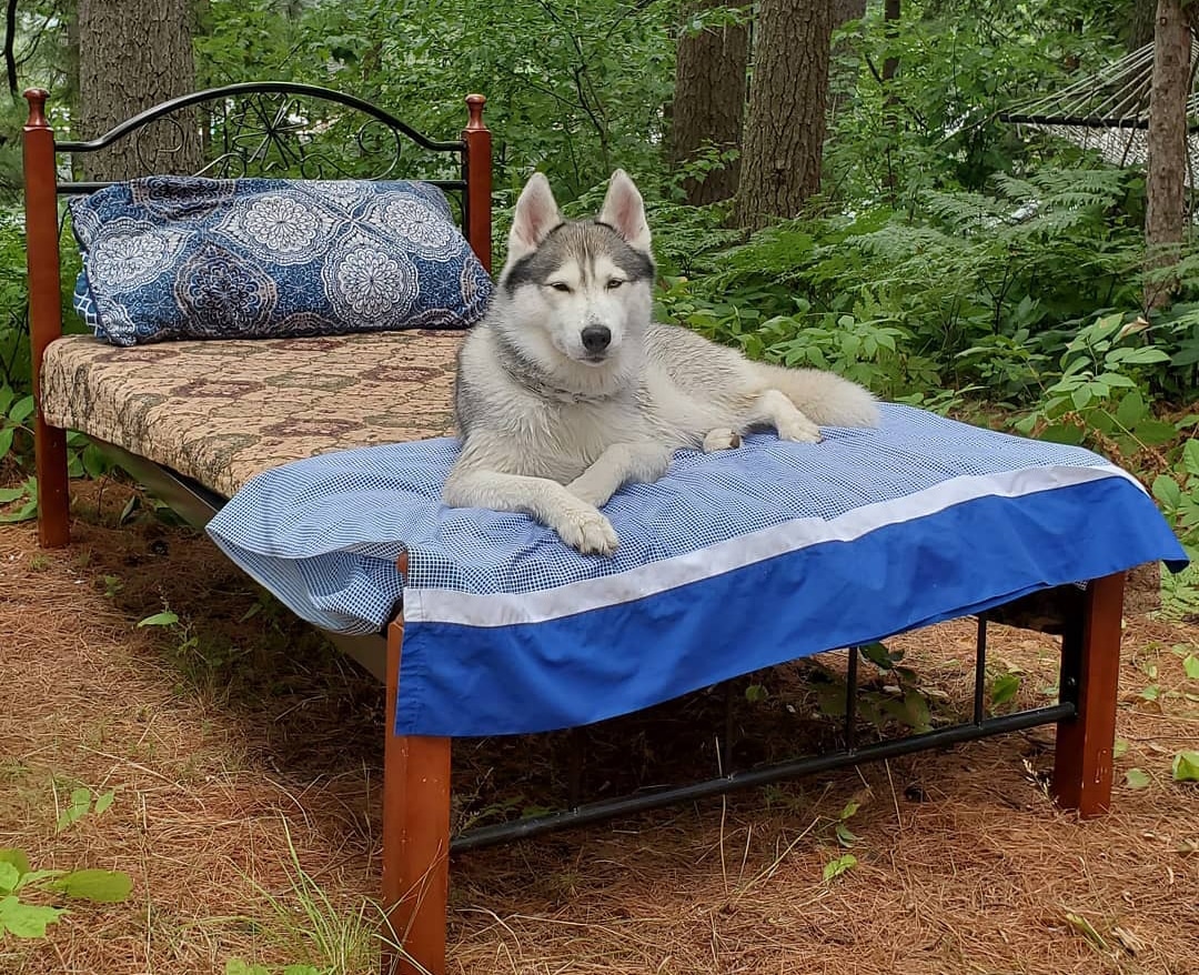 Grant Islands Ultimate Pet Friendly Glamping in Upstate NY 1 Dog 5
