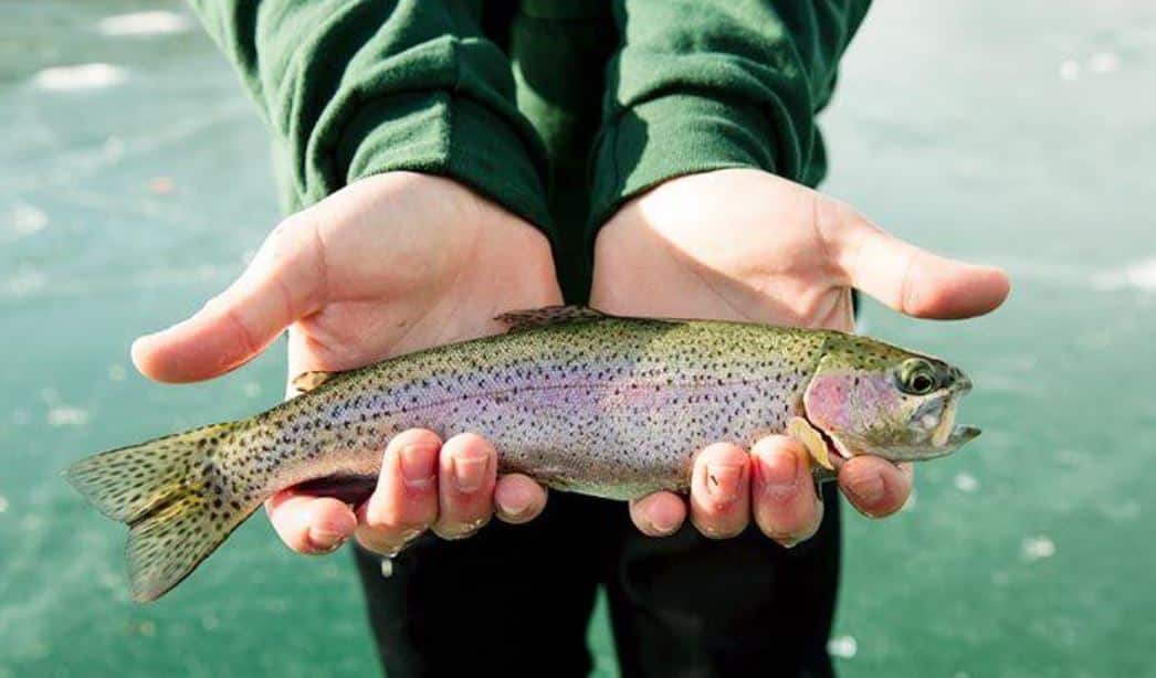 Brantingham Lake Fishing Rainbow Trout
