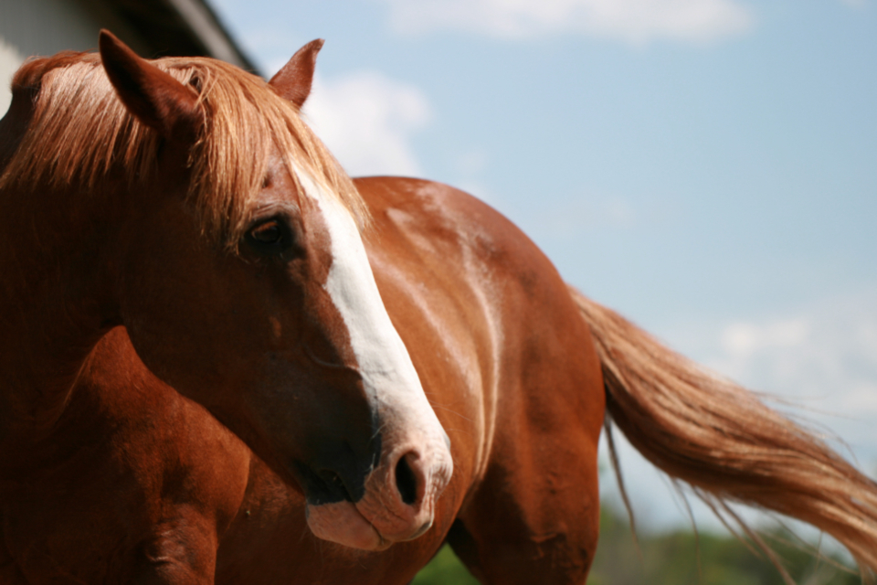 Top 5 Horeseback riding adventures in Upstate NY