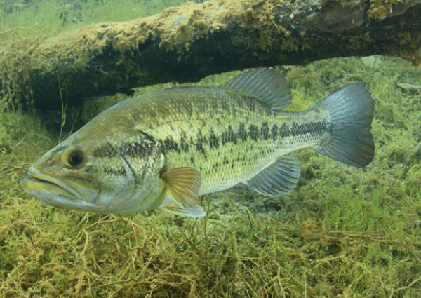 Brantingham Lake Fishing Large mouth Bass