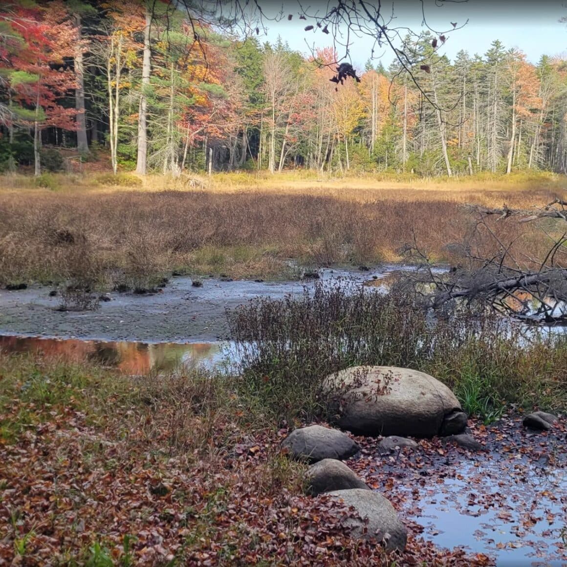 The #1 Best Hiking Trails in Upstate NY for All Skill Levels 14 Centenial Scoot Trail 2