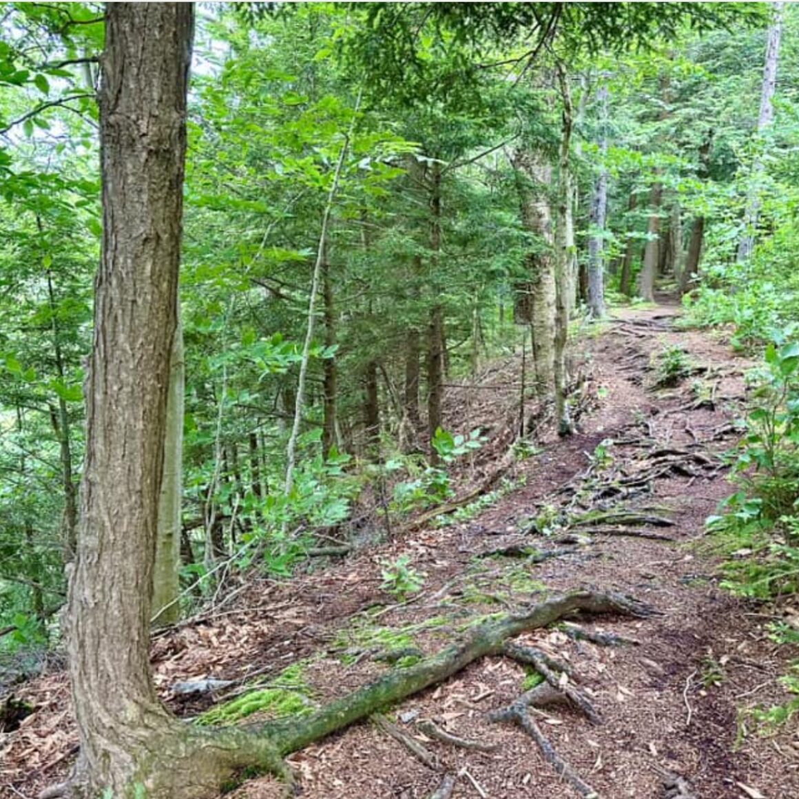 The #1 Best Hiking Trails in Upstate NY for All Skill Levels 26 whetstone 3